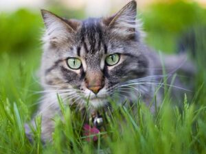 Кот в траве фото